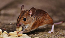 24 Hour & Emergency Exterminators in Canada, KY
